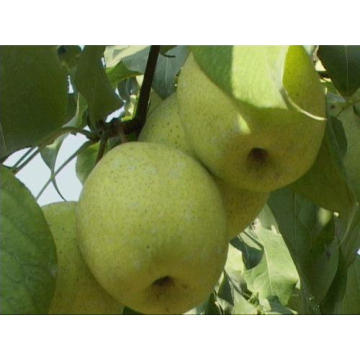 Pear Shandong Frais